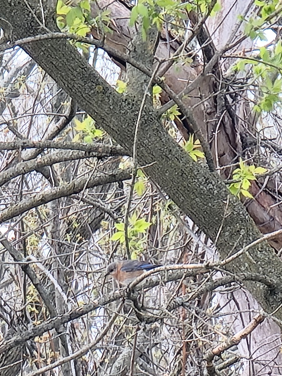 Eastern Bluebird - ML559996551