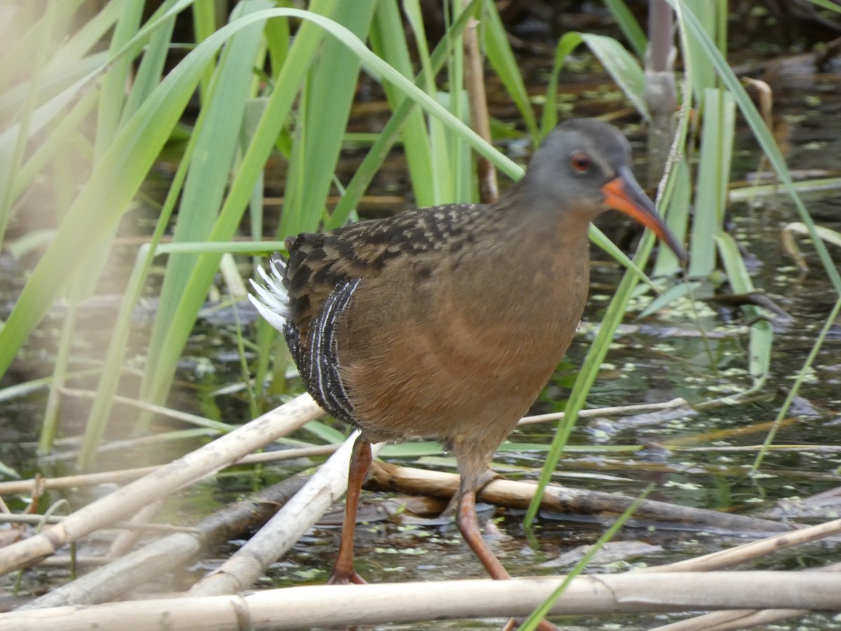 Virginia Rail - ML559996611