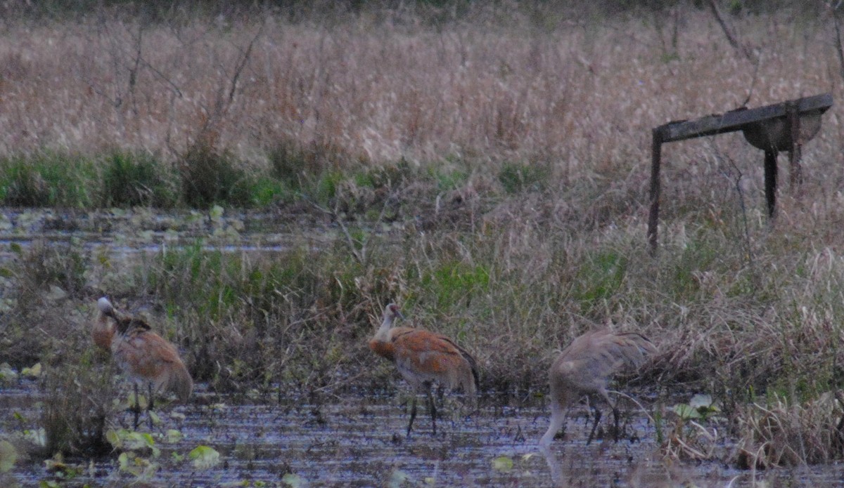 Sandhill Crane - Brad Goodner