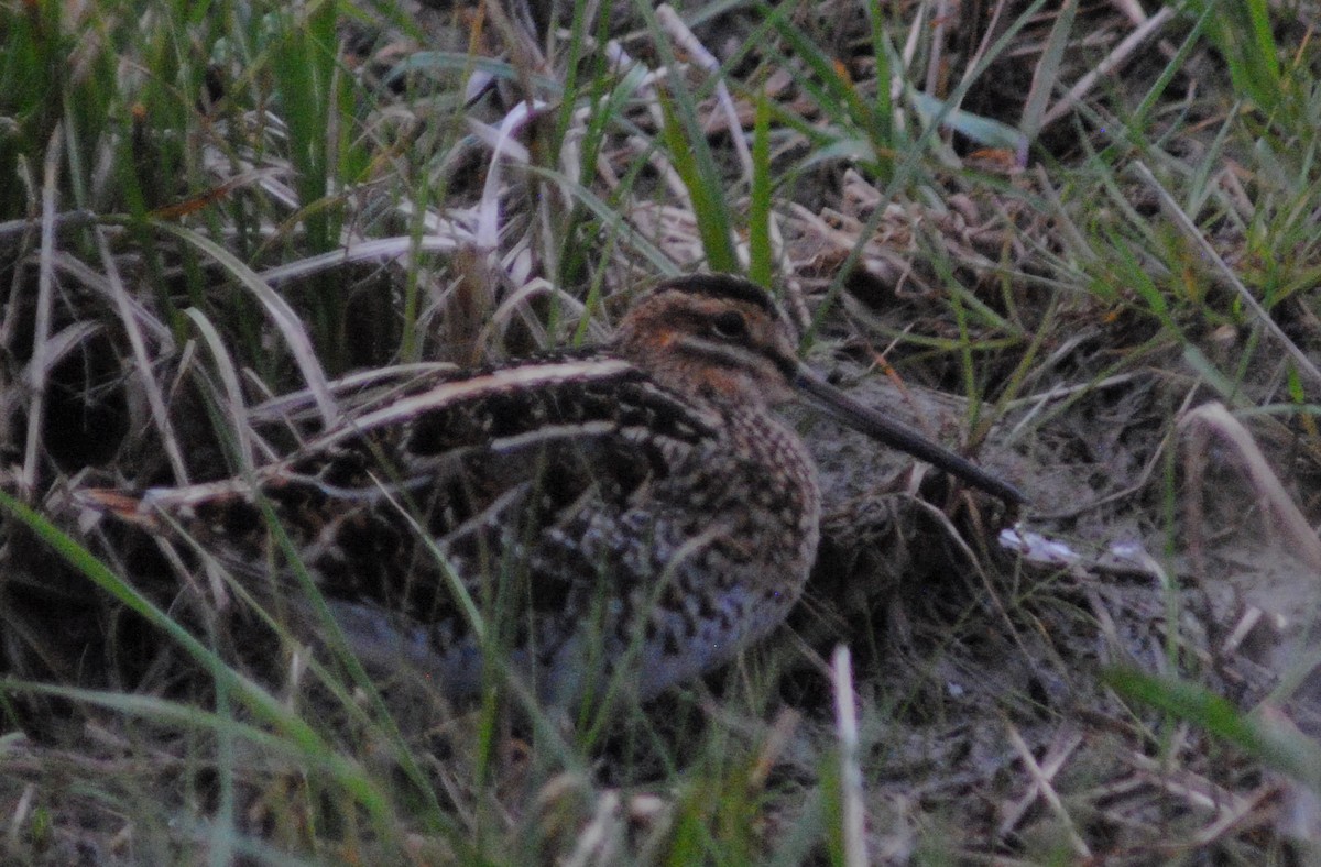 Wilson's Snipe - ML559997211