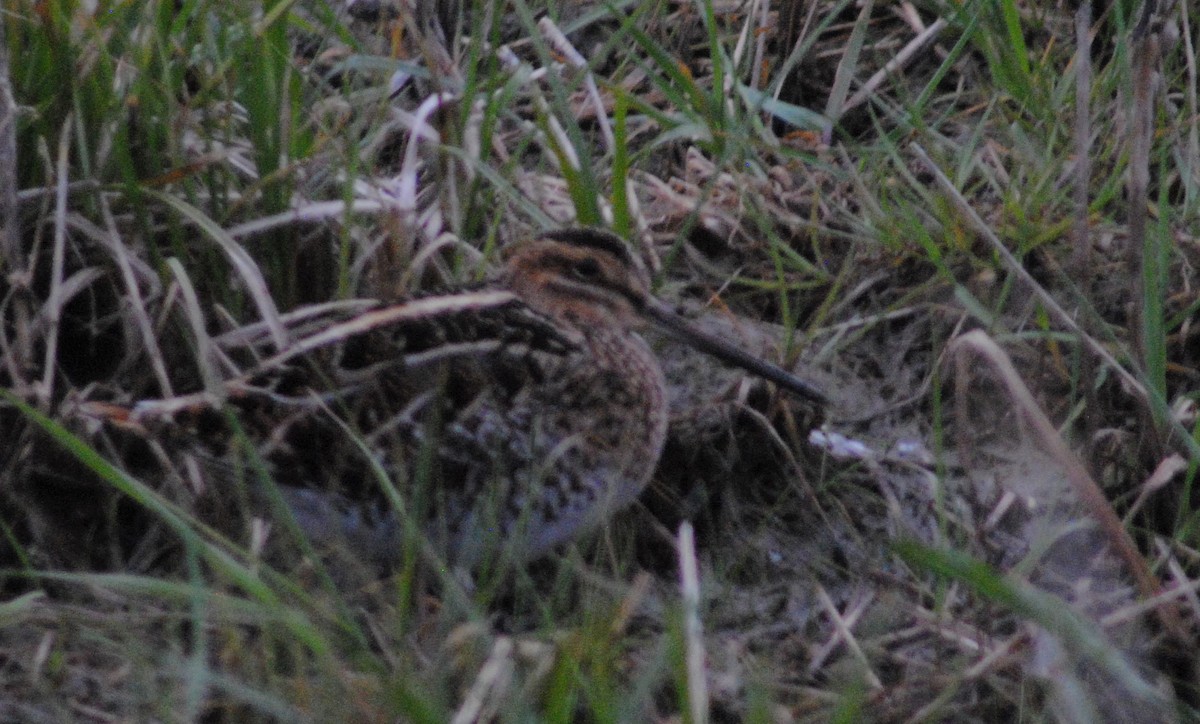 Wilson's Snipe - ML559997271