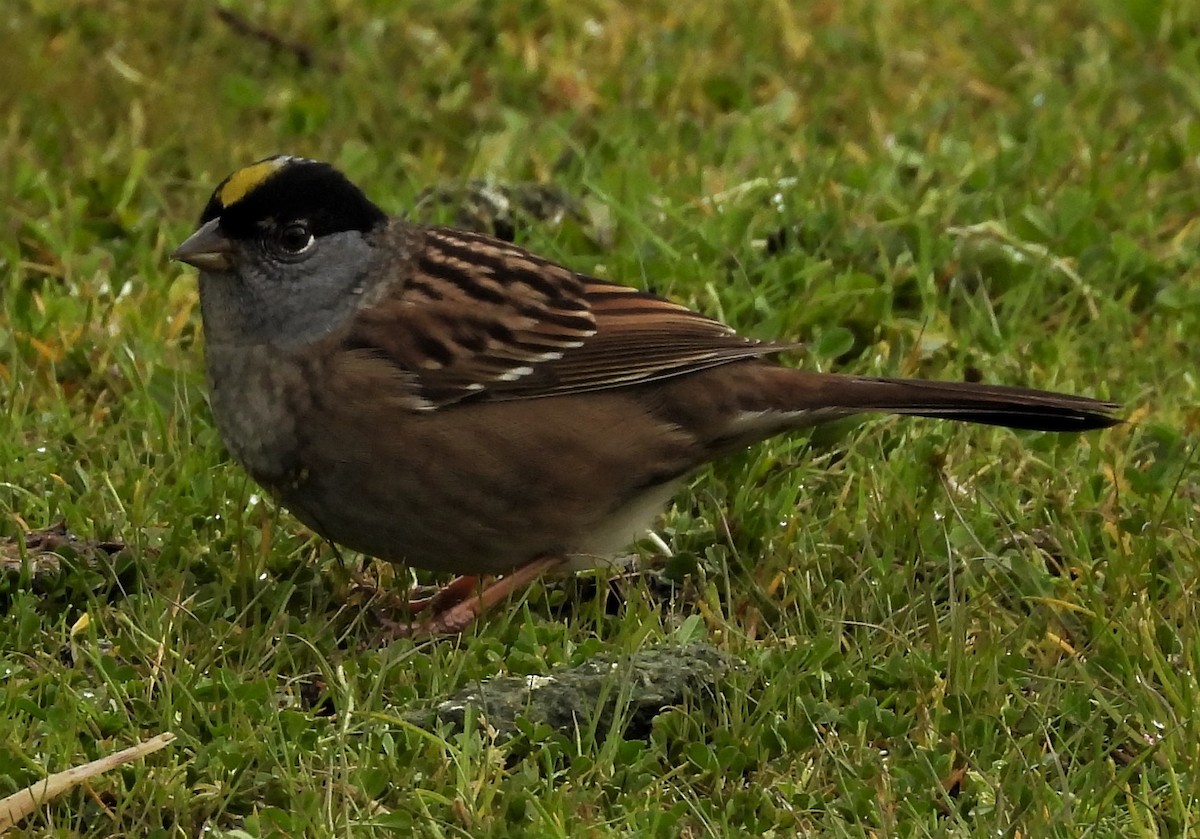 Golden-crowned Sparrow - ML559998511