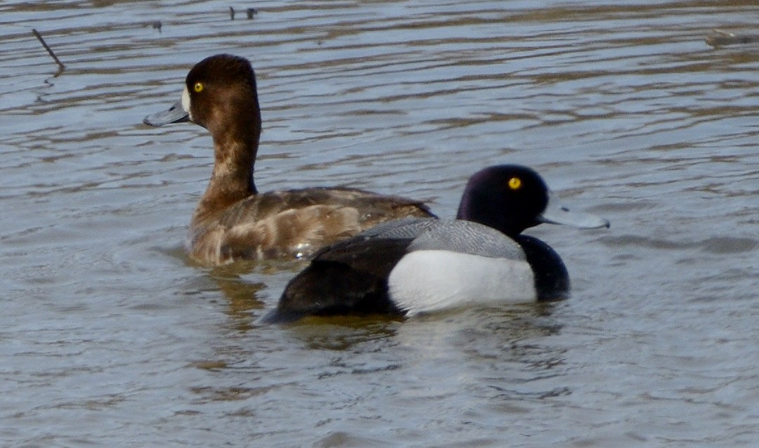 Greater Scaup - ML559999351
