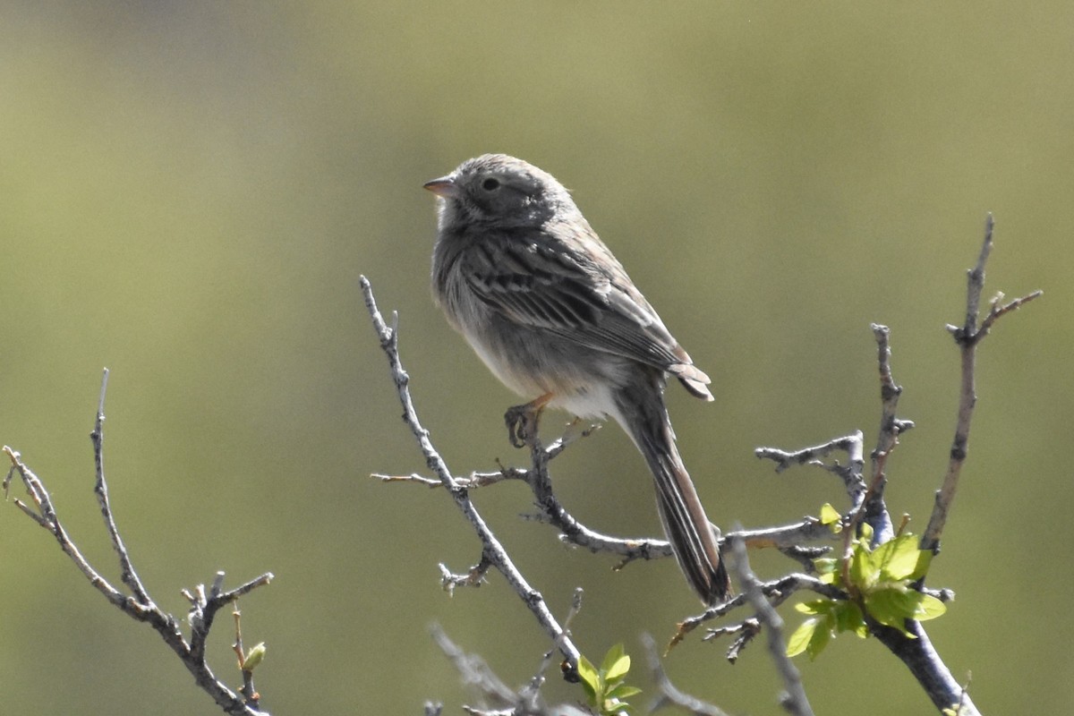 new world sparrow sp. - Vanessa Montgomery