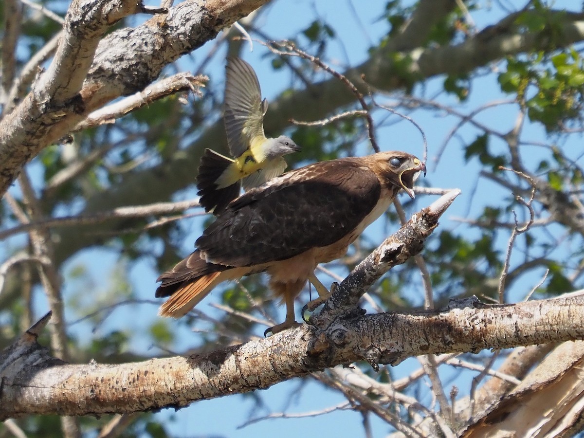 Red-tailed Hawk - ML560000211