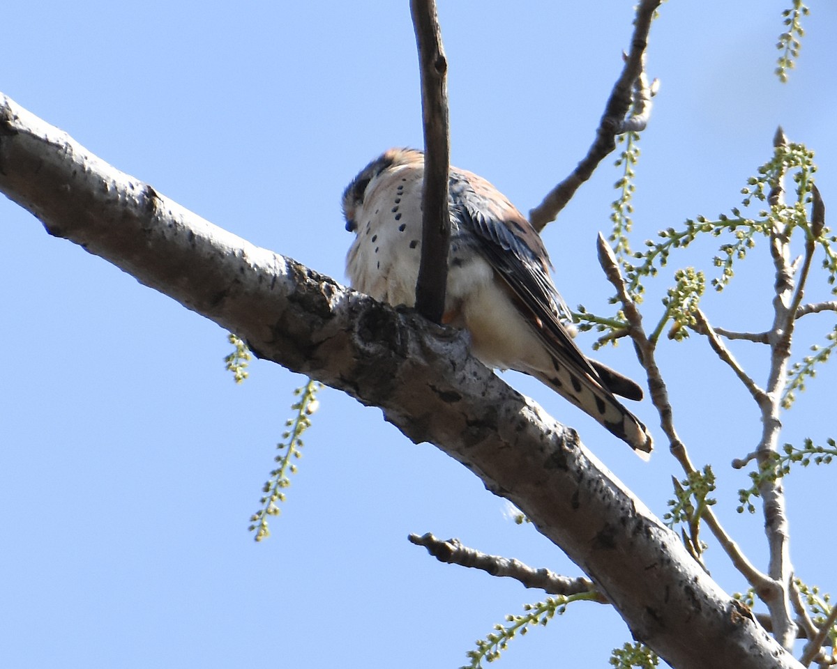 American Kestrel - ML560000251