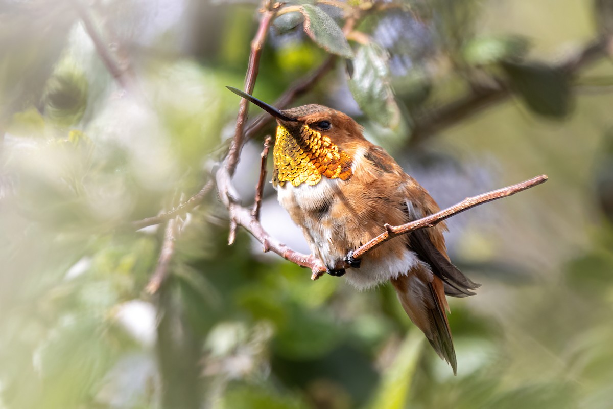 Colibrí Rufo - ML560001001