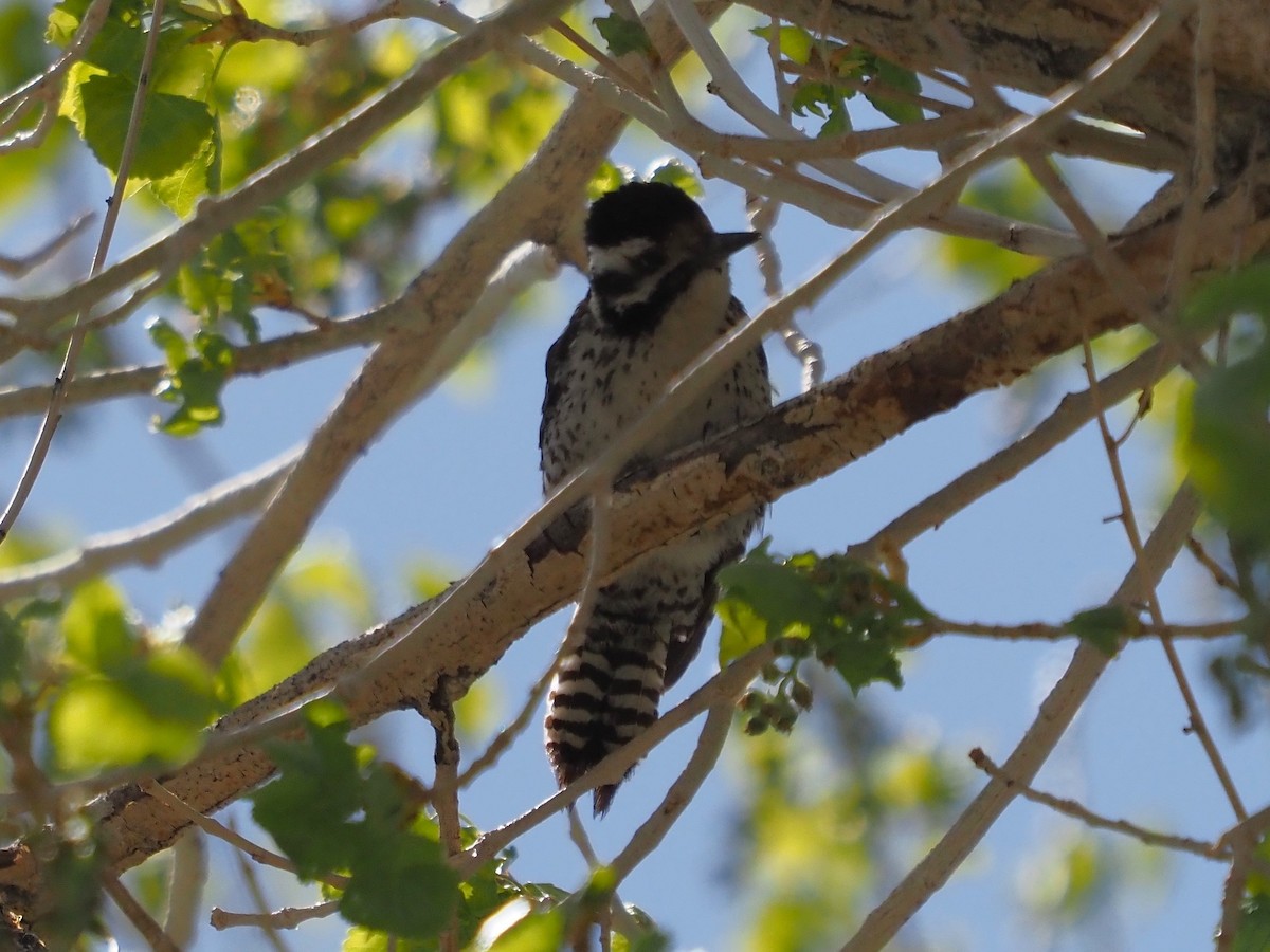 Ladder-backed Woodpecker - ML560001011