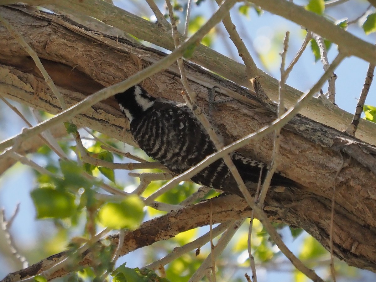 Ladder-backed Woodpecker - ML560001021