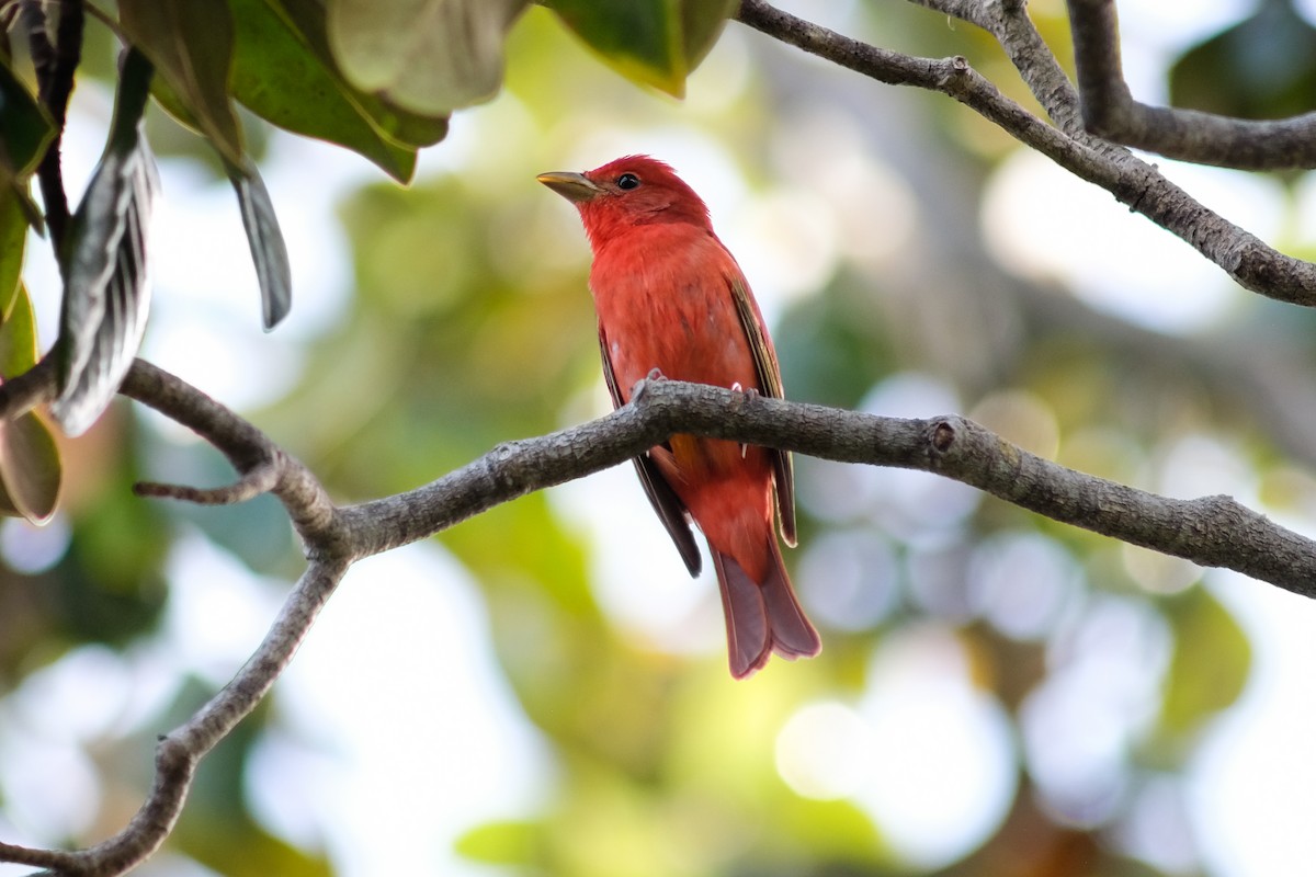 Summer Tanager - ML560002041