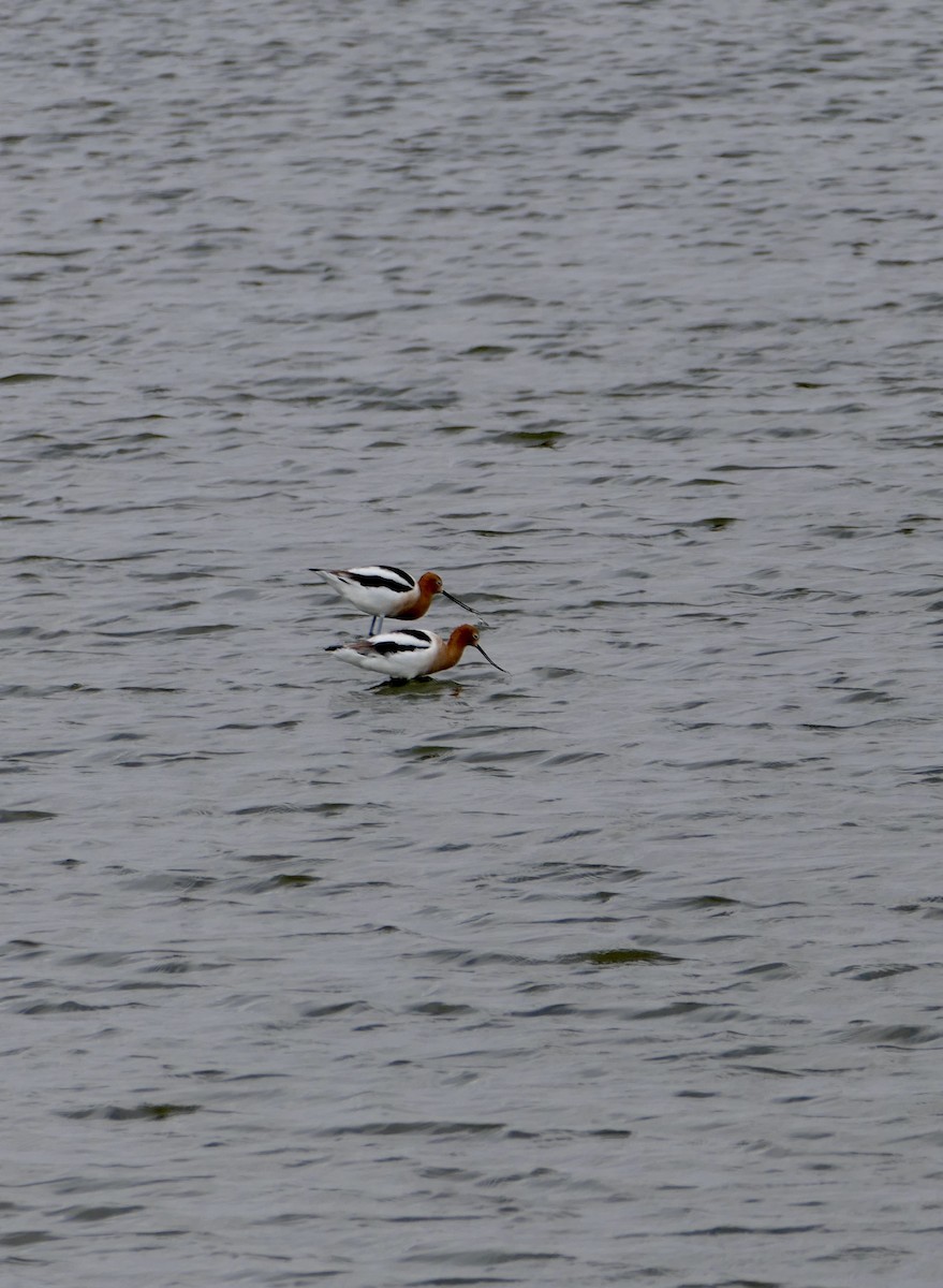 American Avocet - Jim St Laurent