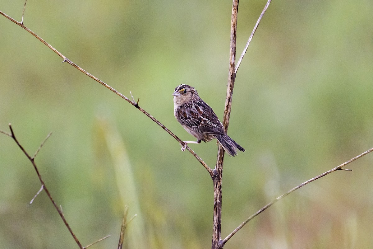 Grasshopper Sparrow - ML560004161