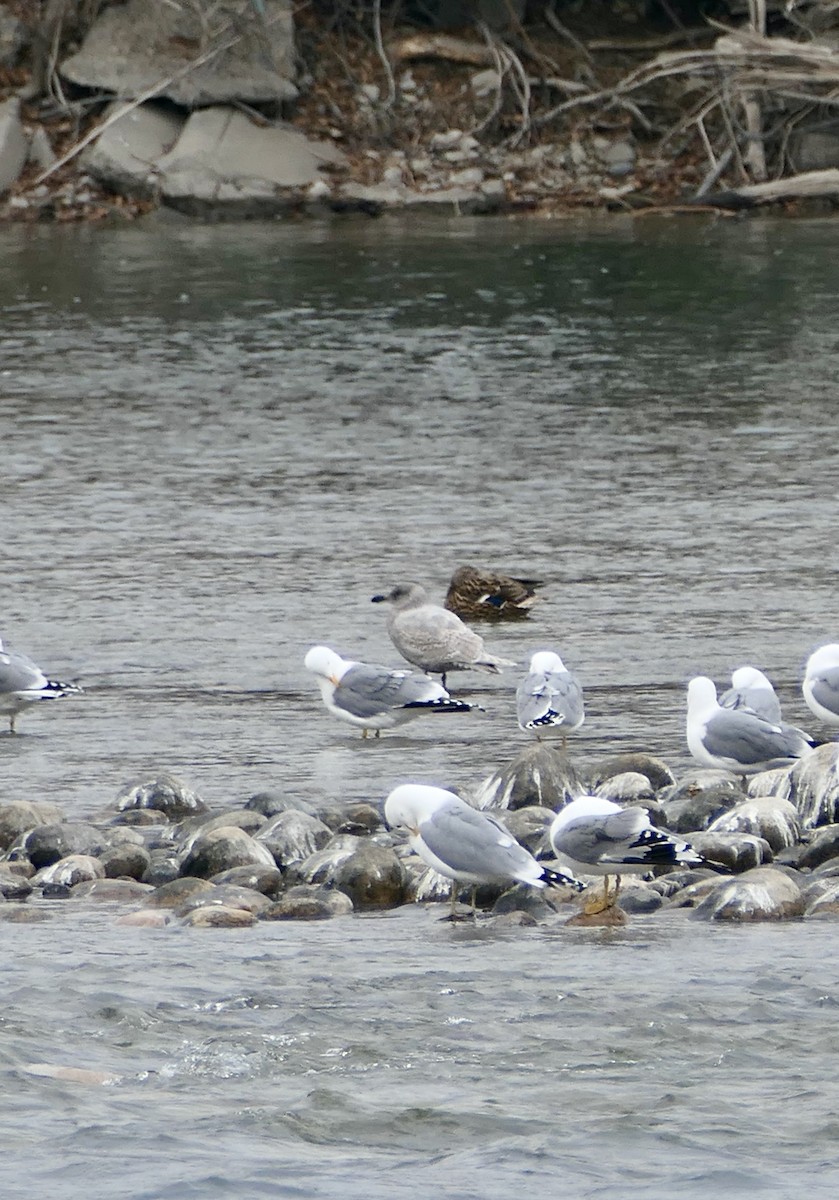 Goéland à ailes grises - ML560006091