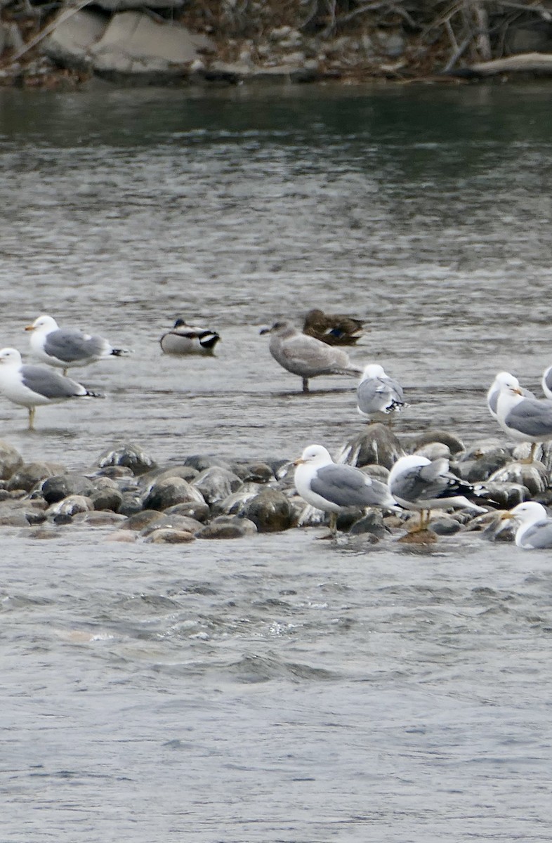 Goéland à ailes grises - ML560006101