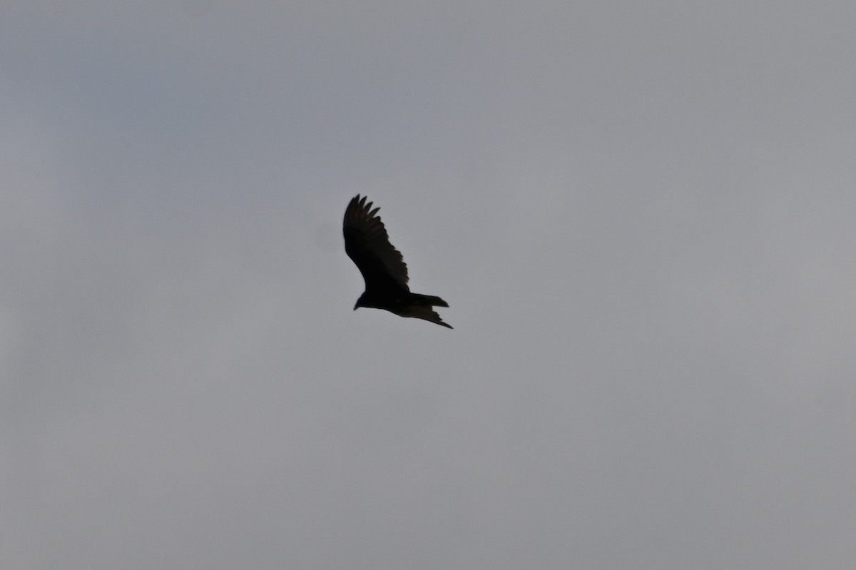 Turkey Vulture - ML560008171