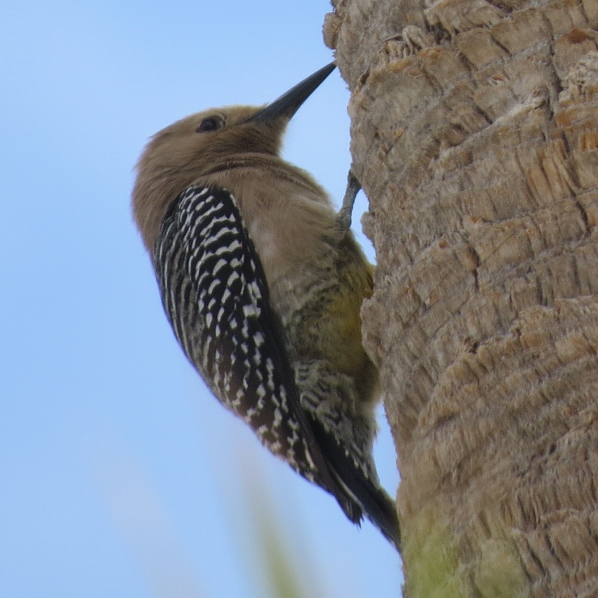 Gila Woodpecker - ML560008511