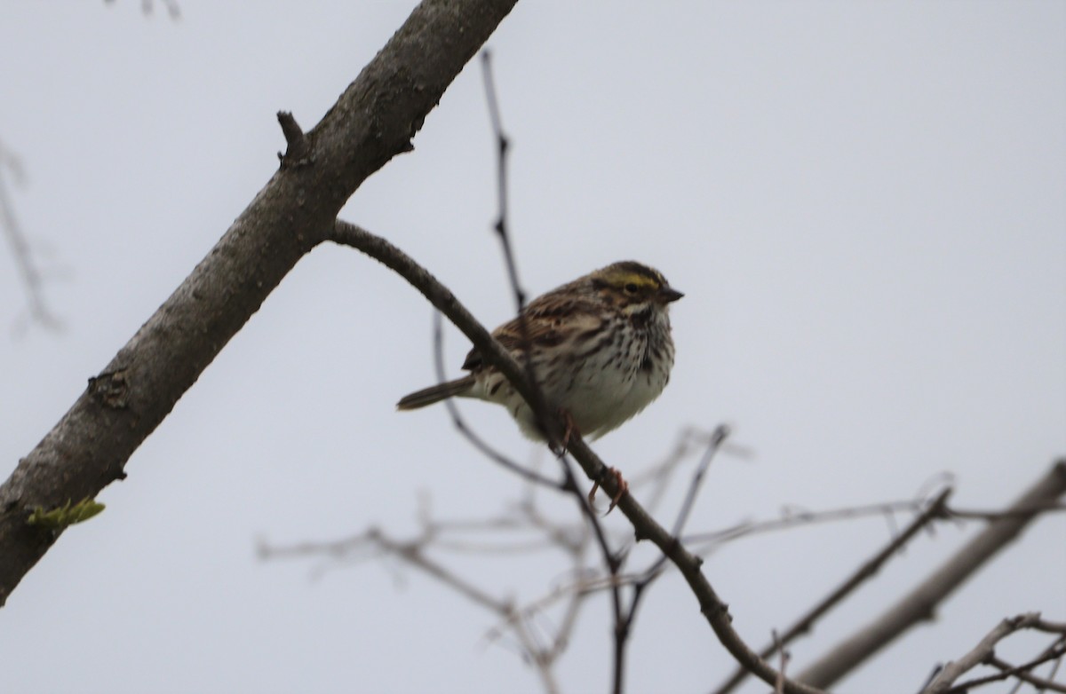 Savannah Sparrow - ML560008581
