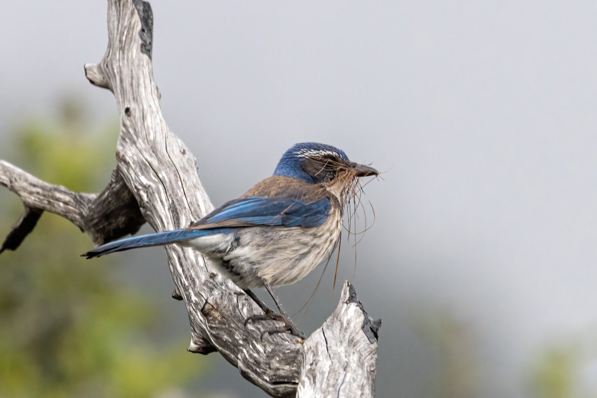 California Scrub-Jay - ML560008861