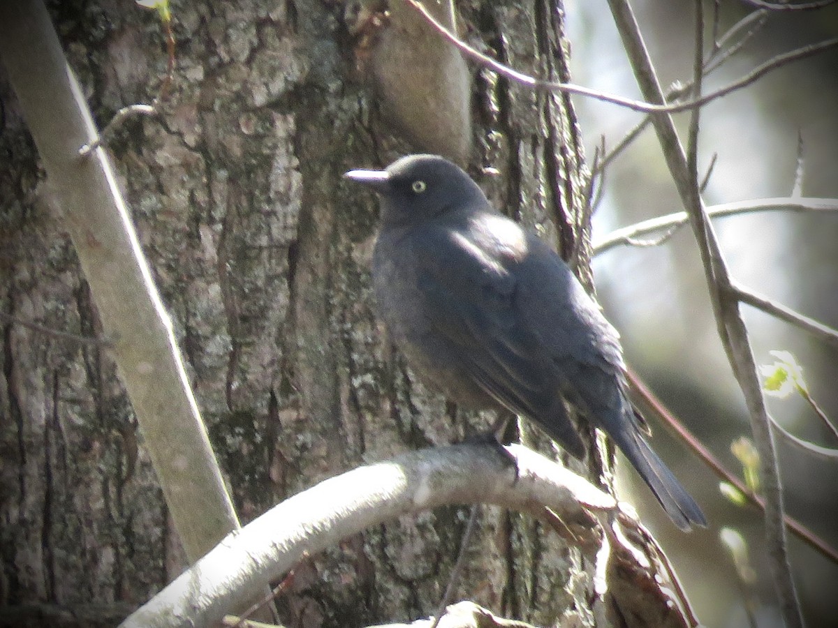Rusty Blackbird - ML560008921