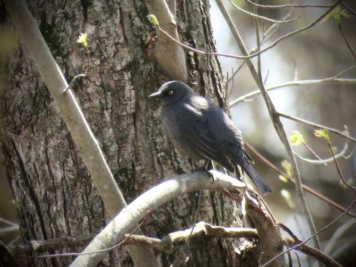 Rusty Blackbird - ML560008931