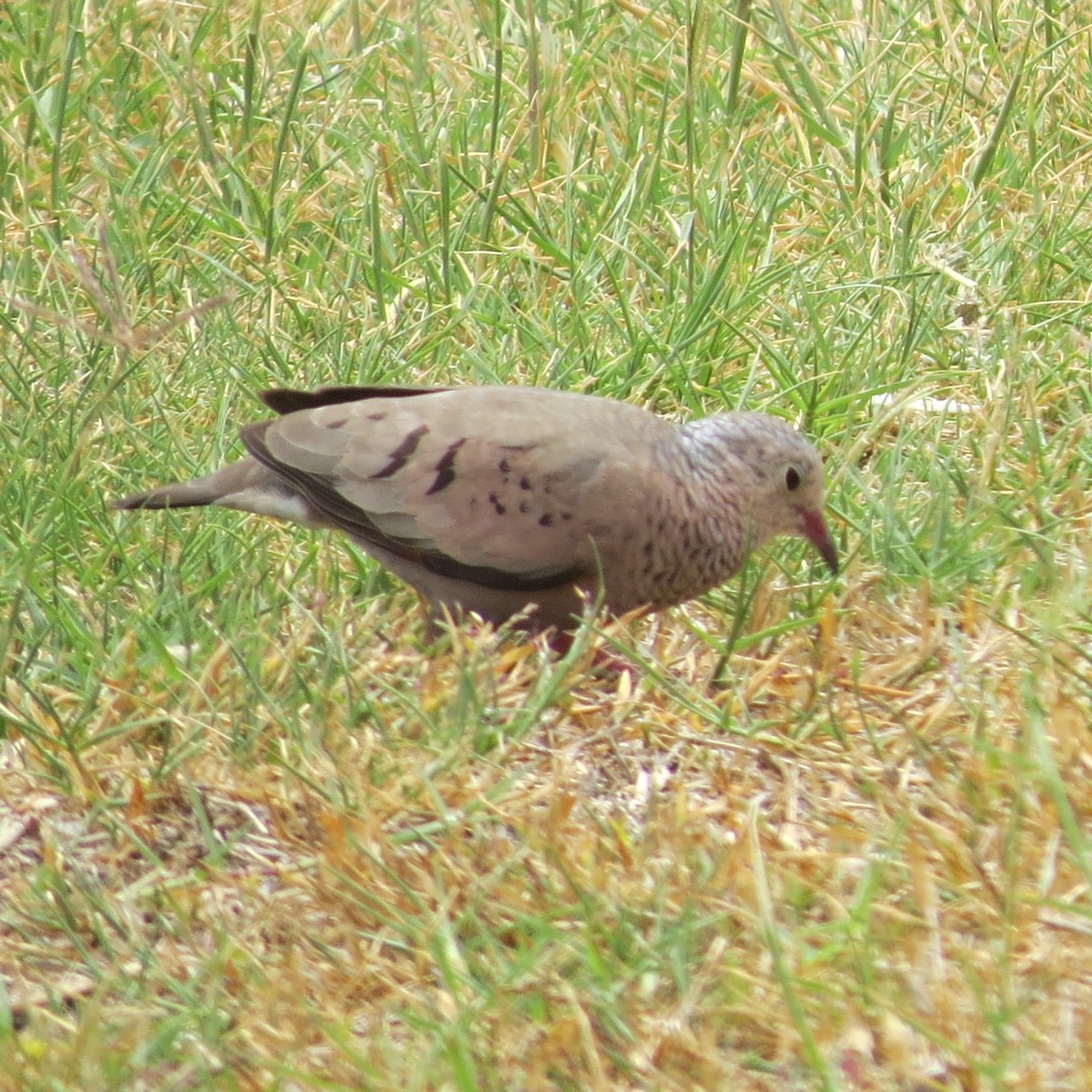 Common Ground Dove - ML560009131