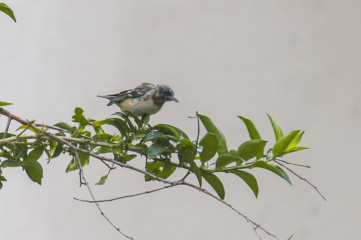 Bay-breasted Warbler - ML560009141