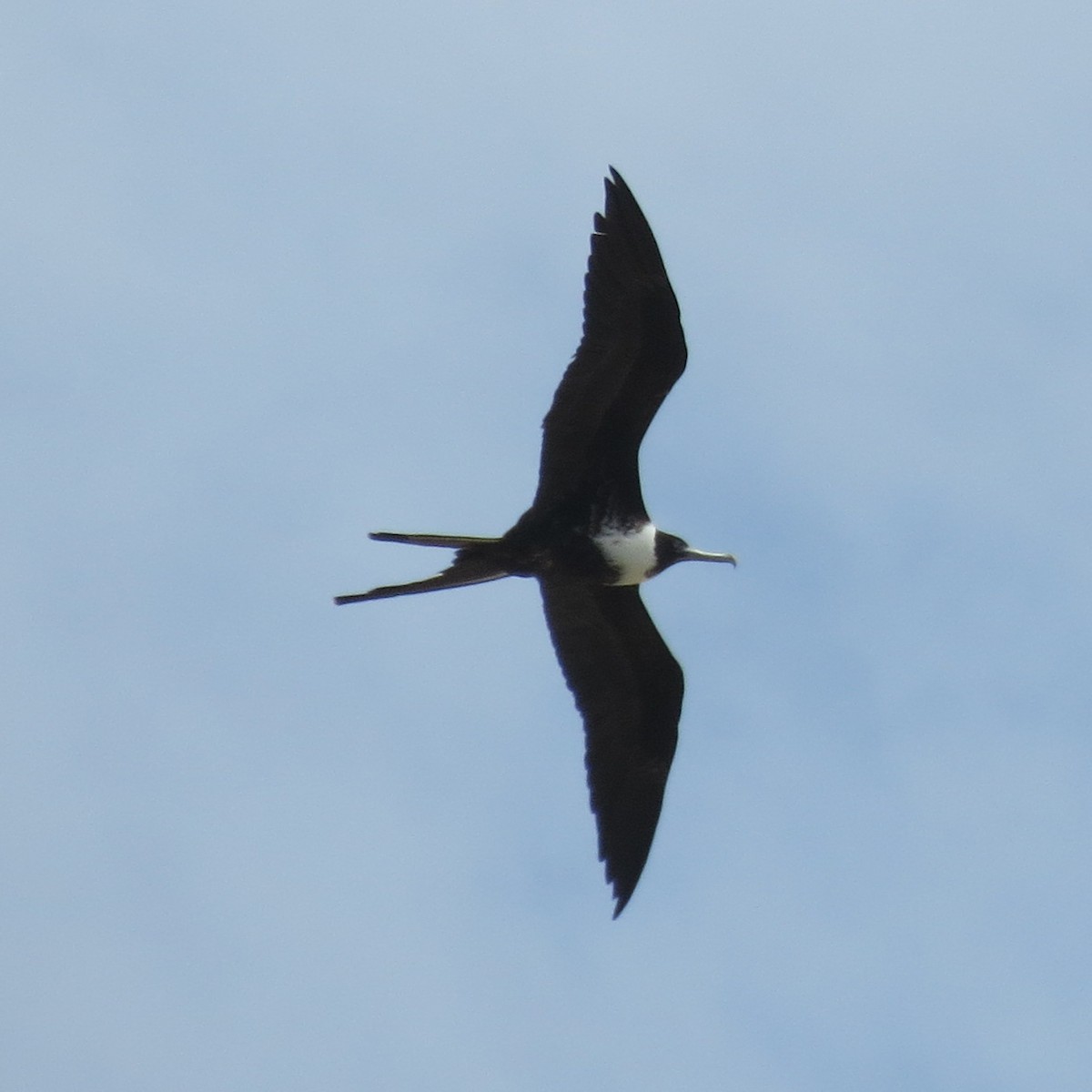 Magnificent Frigatebird - ML560009301