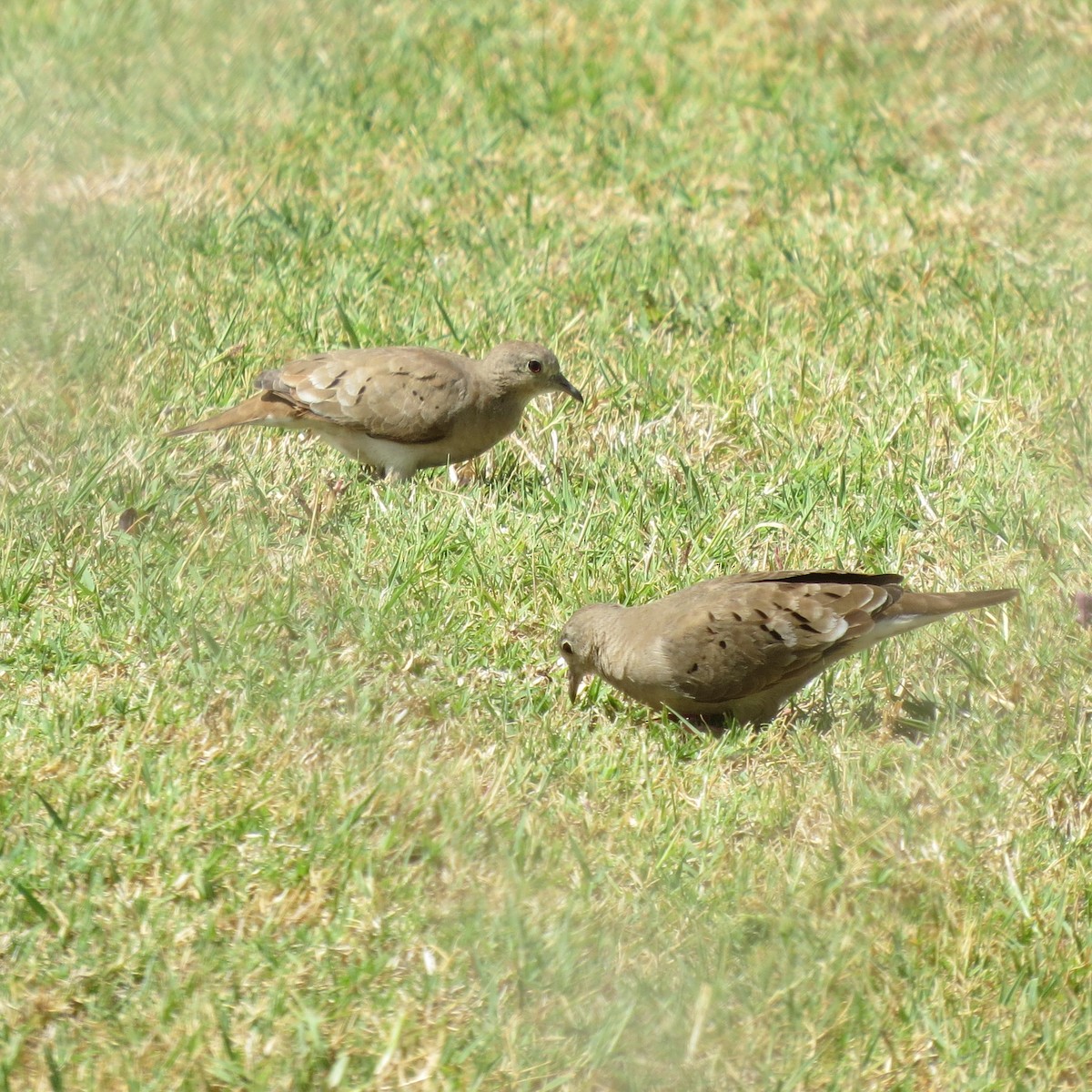 Ruddy Ground Dove - ML560009391