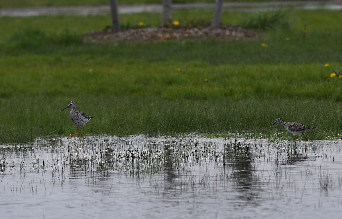 Greater Yellowlegs - Cesar Castillo