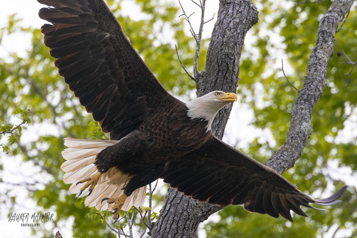 Bald Eagle - ML560010061