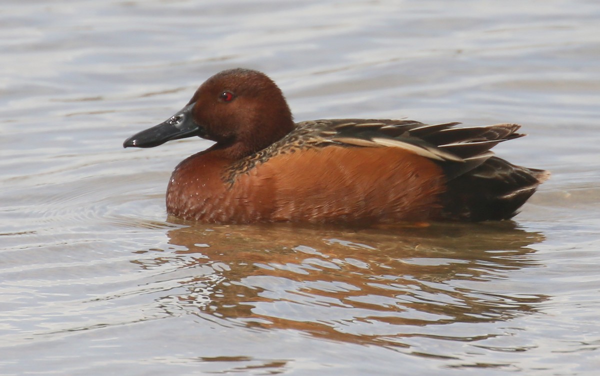 Cinnamon Teal - ML56001031