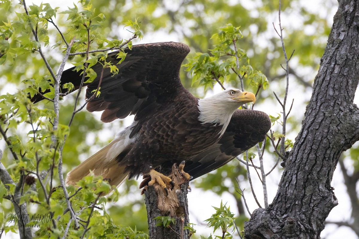 Bald Eagle - ML560010581