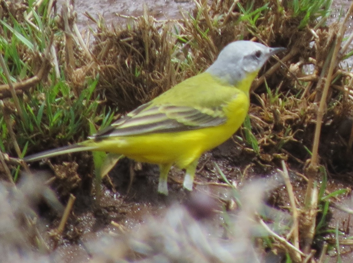 Western Yellow Wagtail (leucocephala) - ML560011311