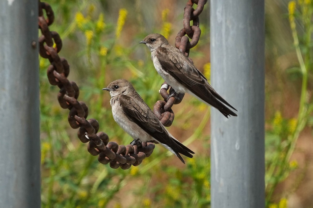 Hirondelle à ailes hérissées - ML560011551