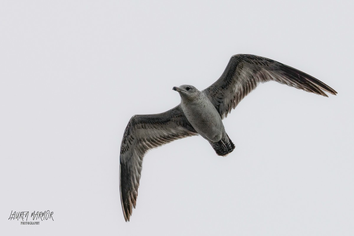 Ring-billed Gull - ML560011681