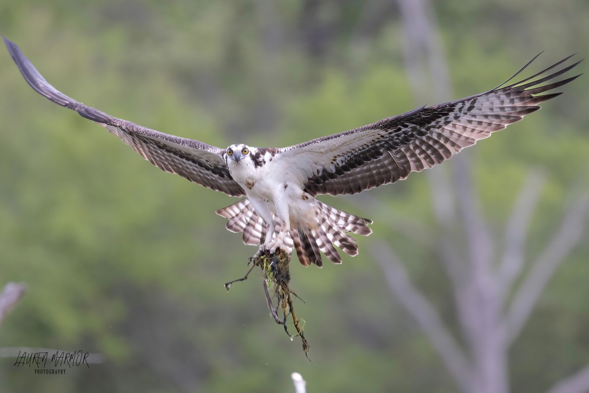 Osprey - ML560012141