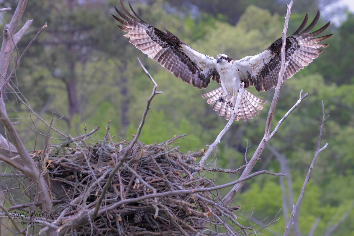 Osprey - ML560012171