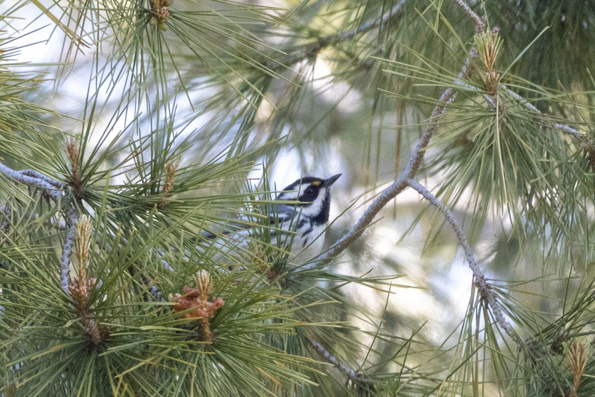 Black-throated Gray Warbler - ML560014231