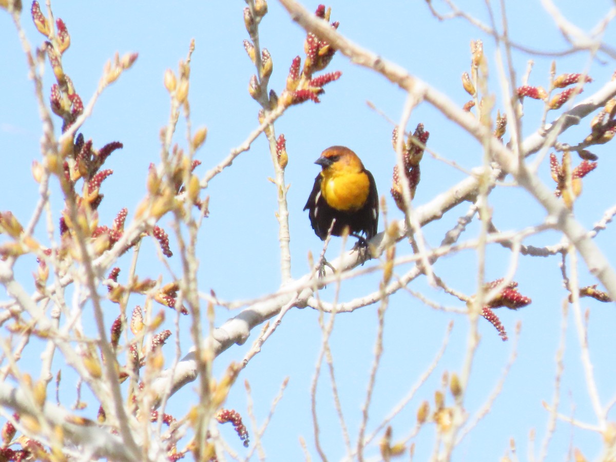 Yellow-headed Blackbird - ML560016211