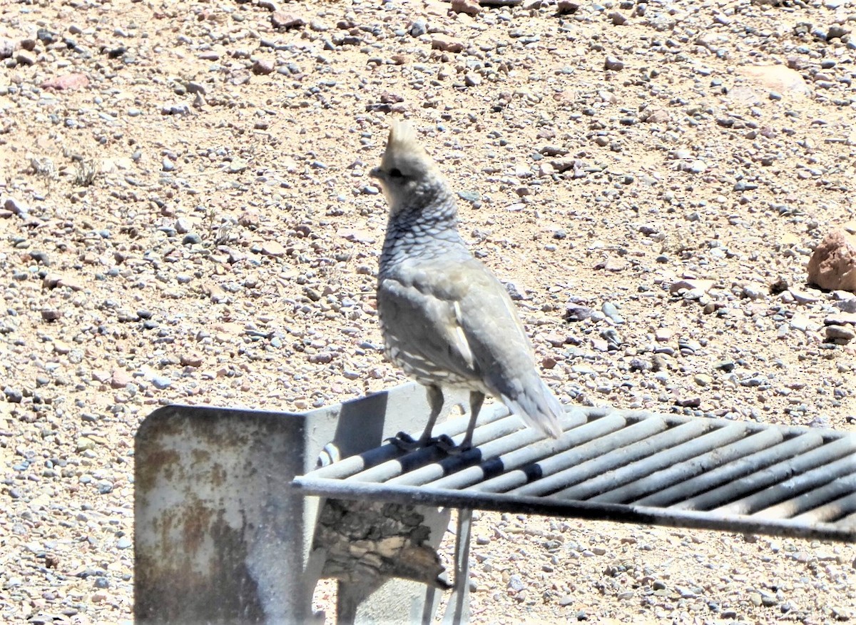 Scaled Quail - ML560016481