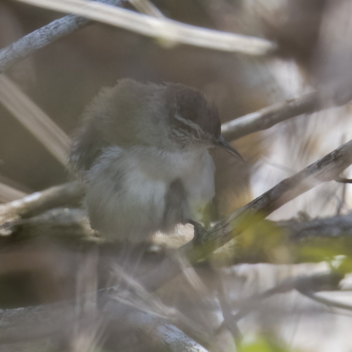 Bewick's Wren - ML560016891