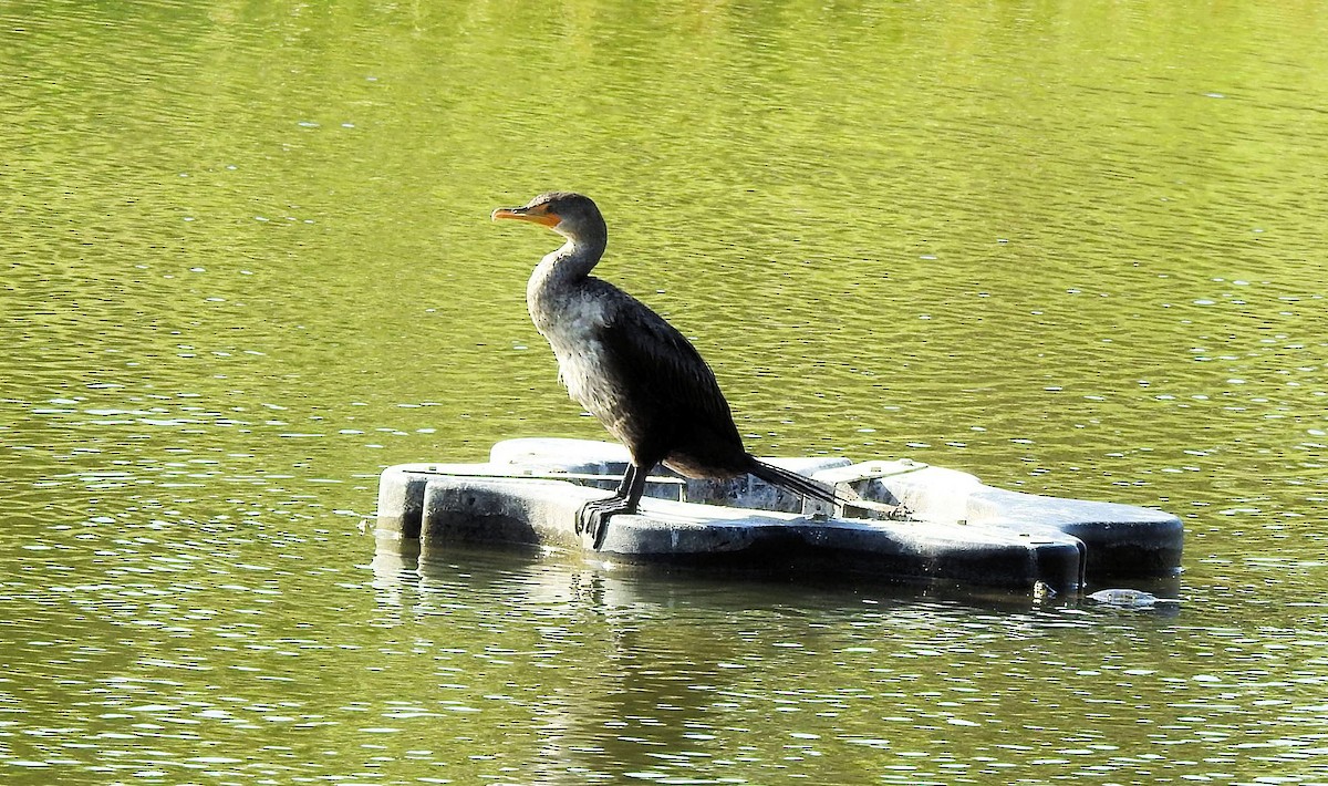 Double-crested Cormorant - Gary Hunter
