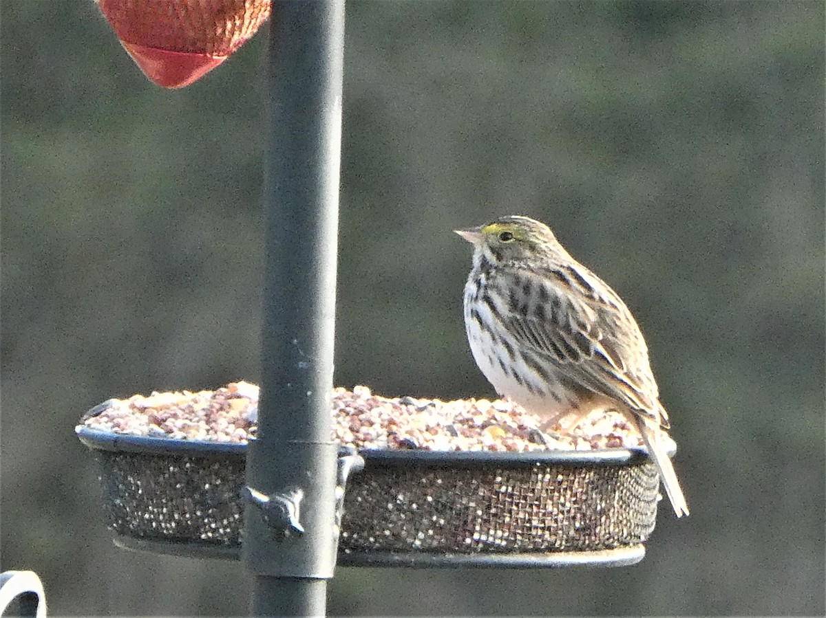 Savannah Sparrow - ML560019311