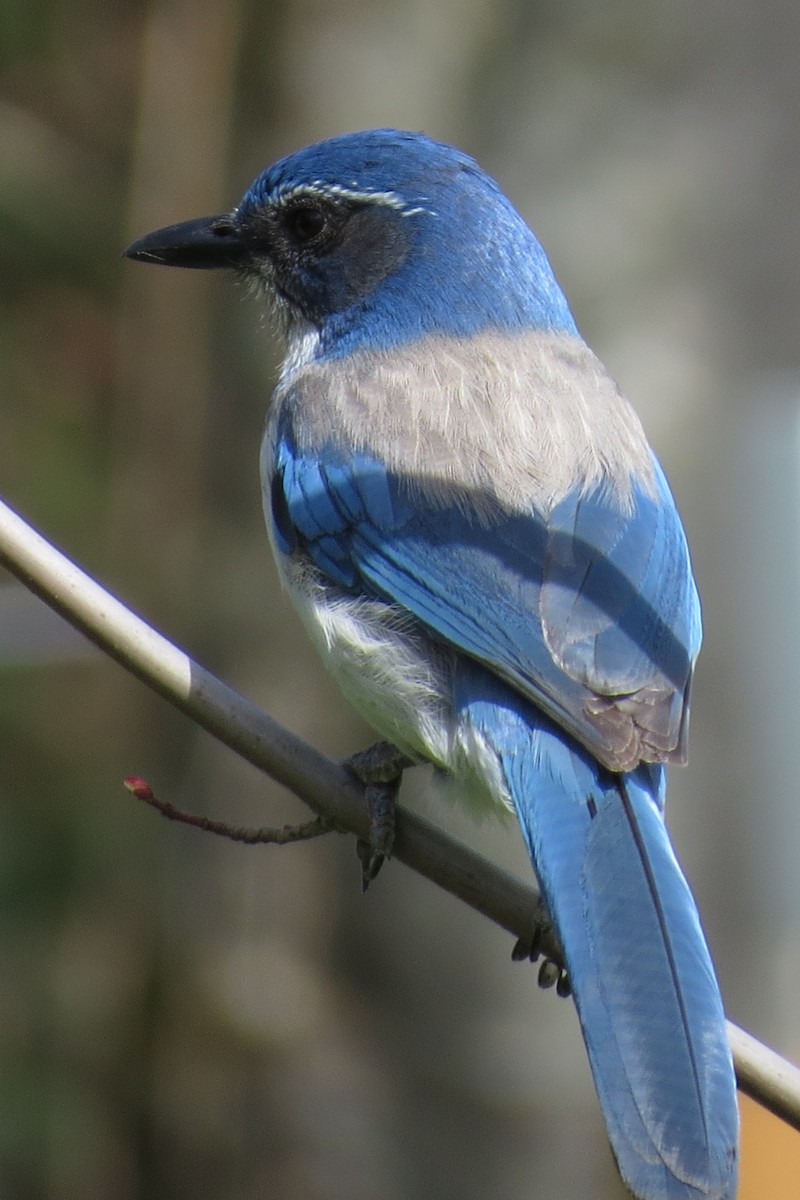 カリフォルニアカケス - ML560020651