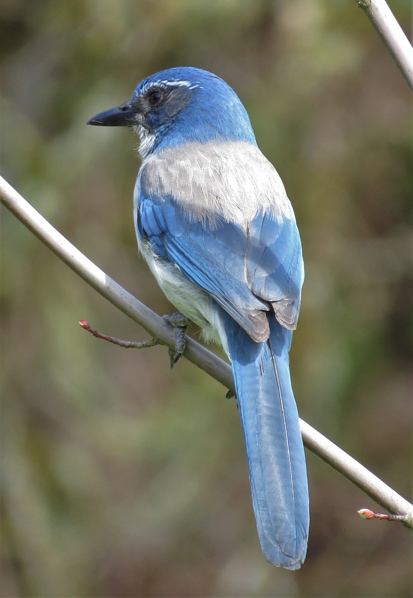 カリフォルニアカケス - ML560020661