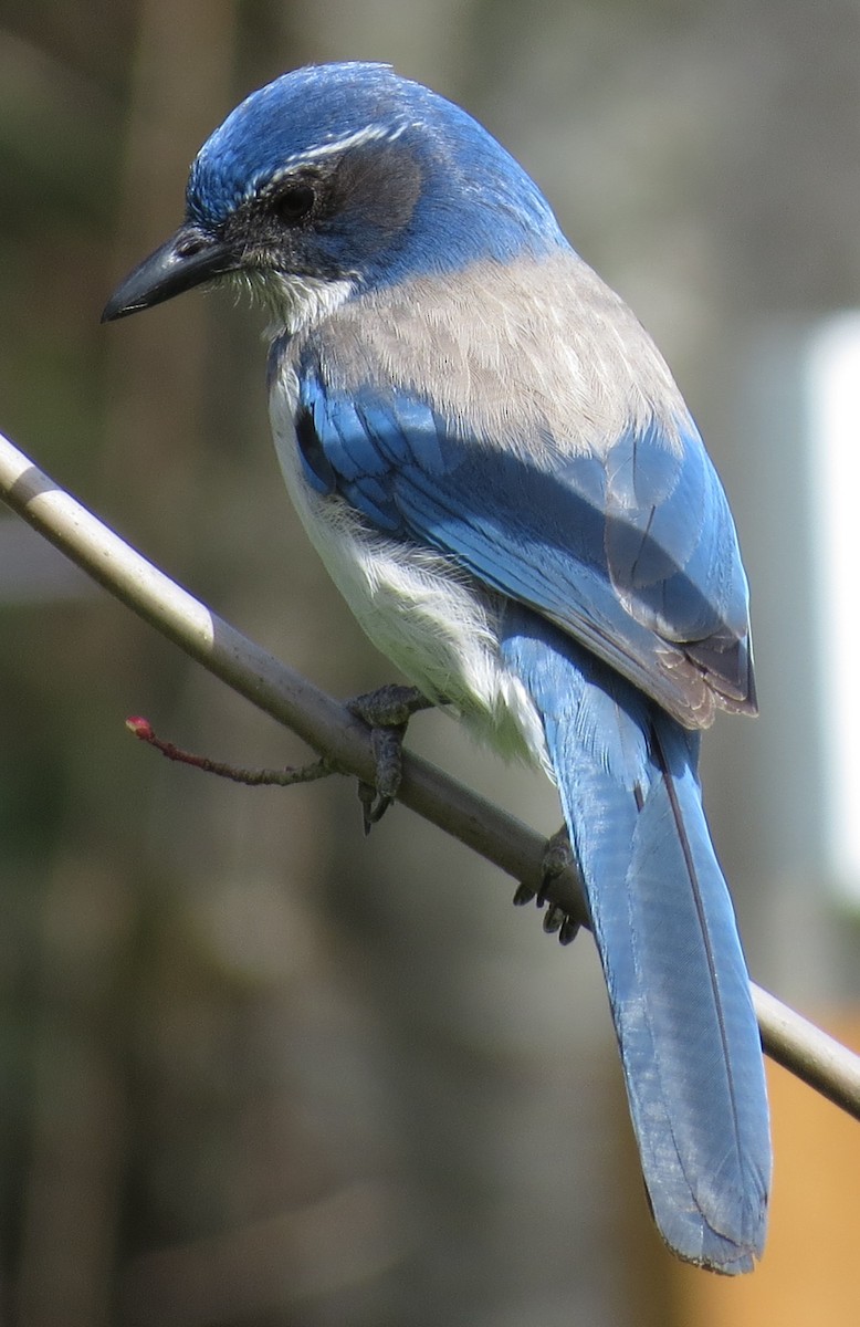 カリフォルニアカケス - ML560020671