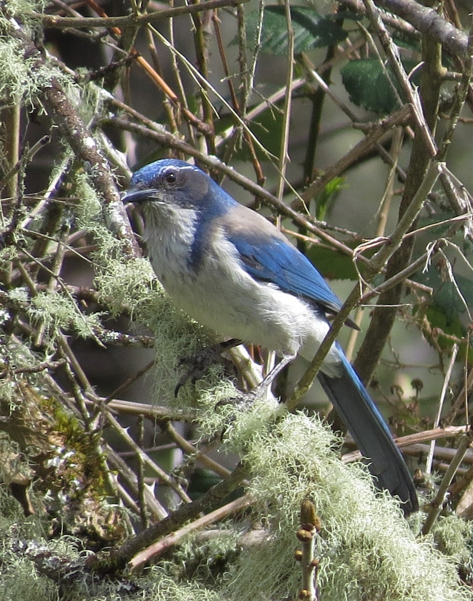 カリフォルニアカケス - ML560020681