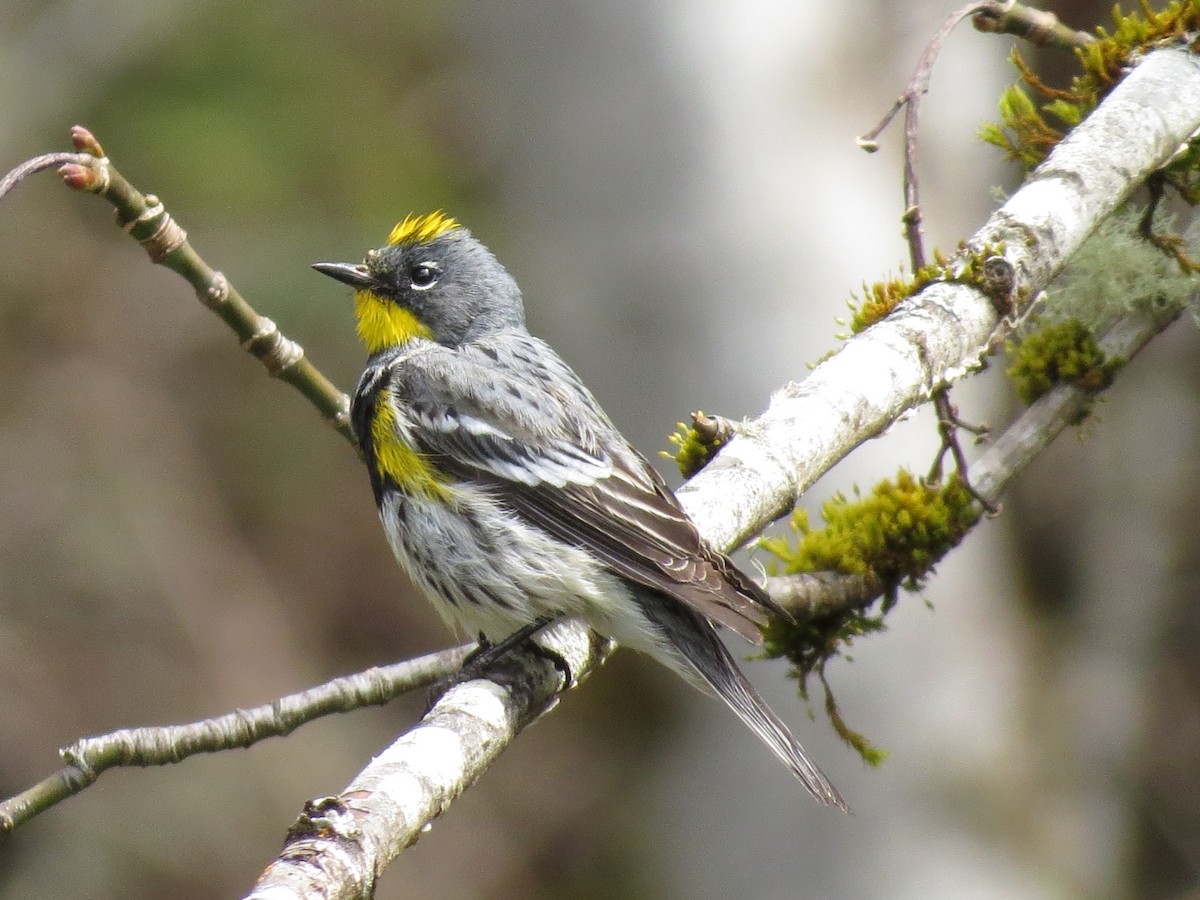 Yellow-rumped Warbler (Audubon's) - ML560021181
