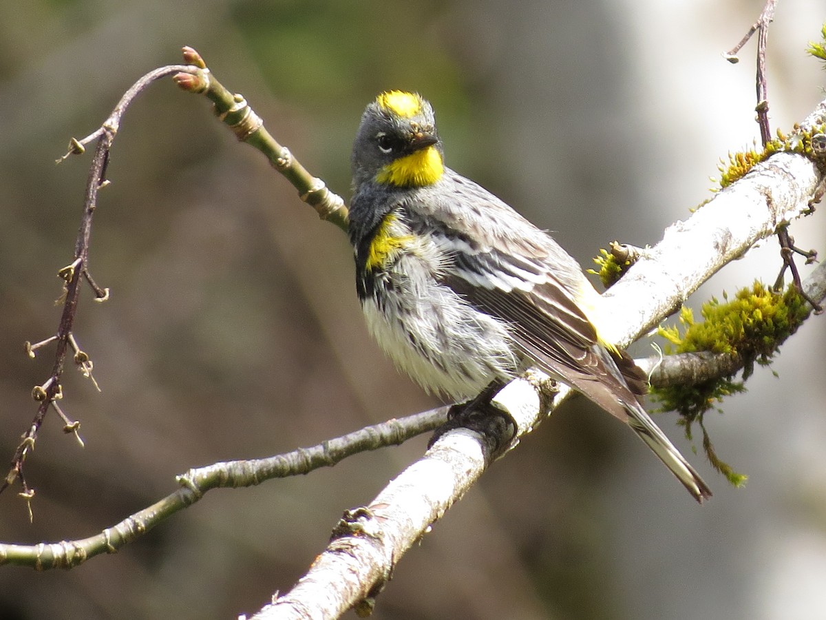 Yellow-rumped Warbler (Audubon's) - ML560021201