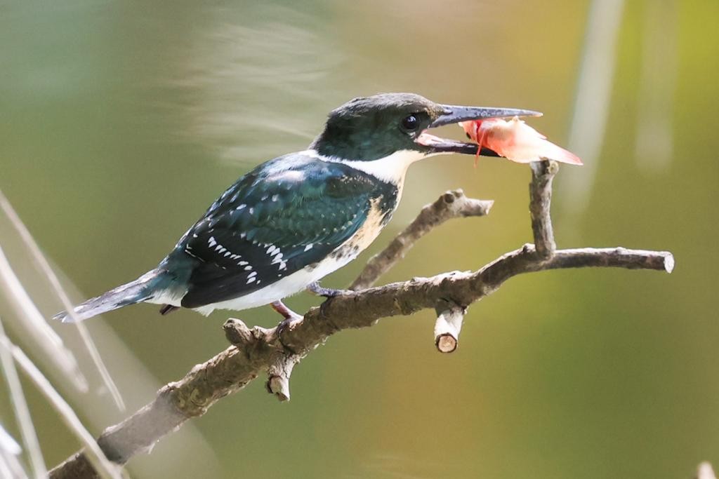 Green Kingfisher - Willian de jesus Quiceno calderon